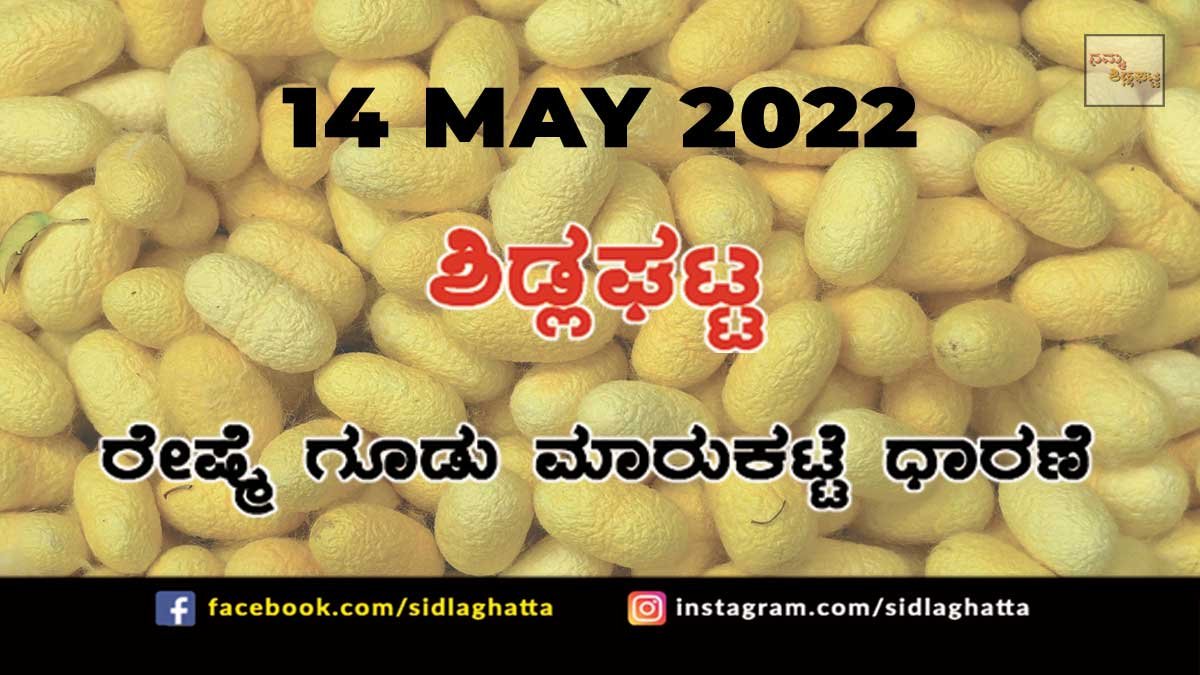 Sidlaghatta silk Cocoon Market Rate Today