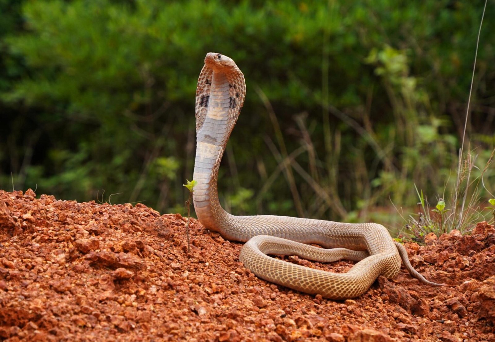 News - ಜೋಡಿ ಮುನೇಶ್ವರ ದೇವಸ್ಥಾನದ ಬಳಿ ಕಂಡ ದೊಡ್ಡ ನಾಗರಹಾವು - Sidlaghatta ...