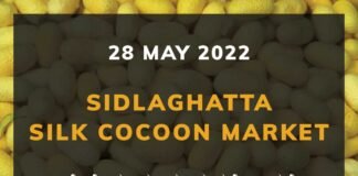 Sidlaghatta silk Cocoon Market Rate Today