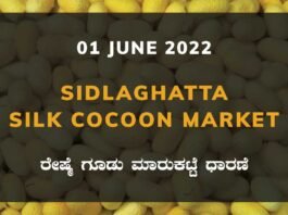 Sidlaghatta Silk Cocoon Market Price Rate ಶಿಡ್ಲಘಟ್ಟ ರೇಷ್ಮೆ ಗೂಡು ಮಾರುಕಟ್ಟೆ ಧಾರಣೆ