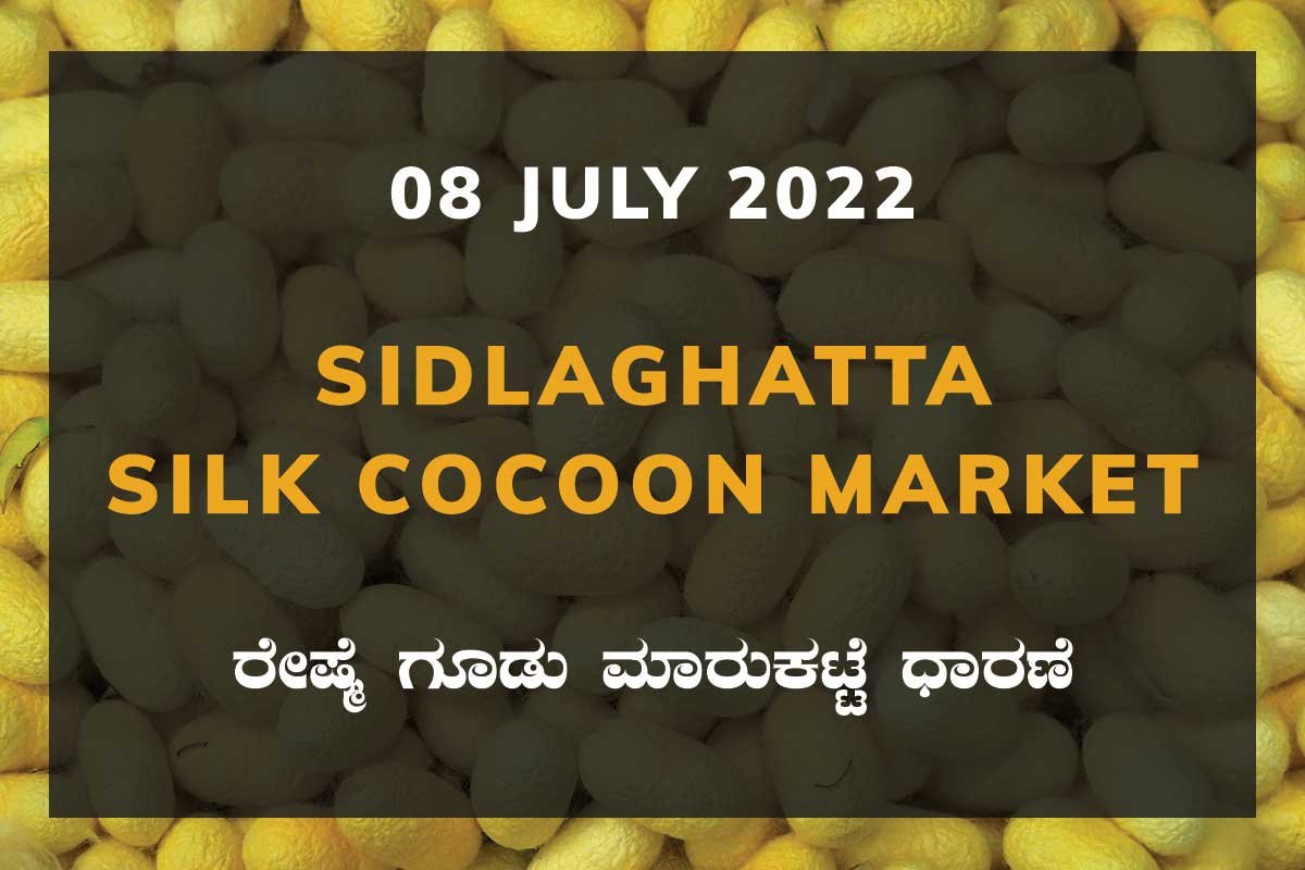 08JulKa02e Sidlaghatta Silk Cocoon Market Price Rate ಶಿಡ್ಲಘಟ್ಟ ರೇಷ್ಮೆ ಗೂಡು ಮಾರುಕಟ್ಟೆ ಧಾರಣೆ