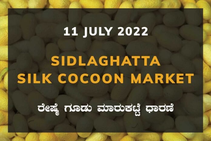 11JulKa02g Sidlaghatta Silk Cocoon Market Price Rate ಶಿಡ್ಲಘಟ್ಟ ರೇಷ್ಮೆ ಗೂಡು ಮಾರುಕಟ್ಟೆ ಧಾರಣೆ