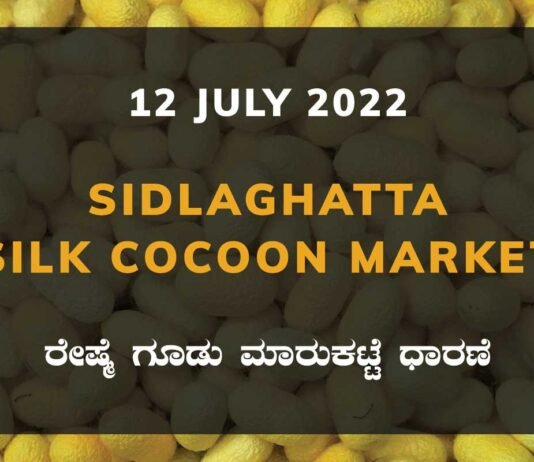 Sidlaghatta Silk Cocoon Market Price Rate ಶಿಡ್ಲಘಟ್ಟ ರೇಷ್ಮೆ ಗೂಡು ಮಾರುಕಟ್ಟೆ ಧಾರಣೆ