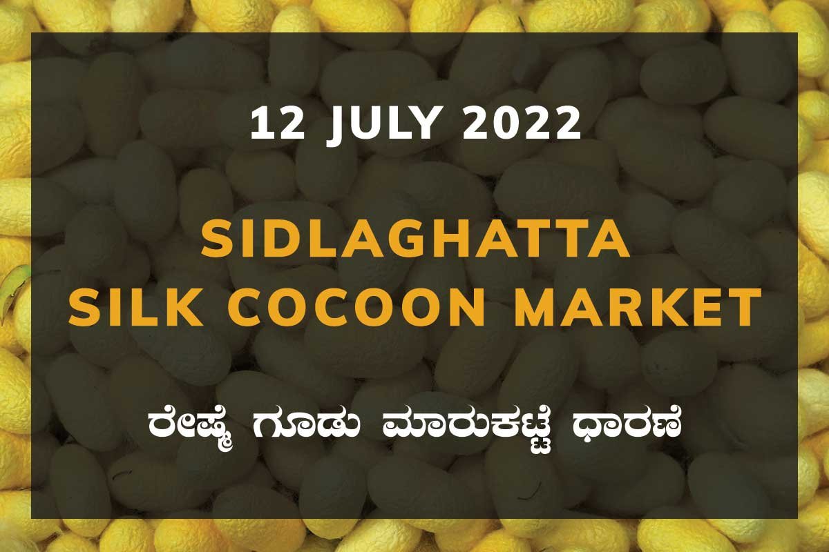 12JulKa02f Sidlaghatta Silk Cocoon Market Price Rate ಶಿಡ್ಲಘಟ್ಟ ರೇಷ್ಮೆ ಗೂಡು ಮಾರುಕಟ್ಟೆ ಧಾರಣೆ