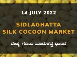 Sidlaghatta Silk Cocoon Market Price Rate ಶಿಡ್ಲಘಟ್ಟ ರೇಷ್ಮೆ ಗೂಡು ಮಾರುಕಟ್ಟೆ ಧಾರಣೆ