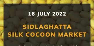 Sidlaghatta Silk Cocoon Market Price Rate ಶಿಡ್ಲಘಟ್ಟ ರೇಷ್ಮೆ ಗೂಡು ಮಾರುಕಟ್ಟೆ ಧಾರಣೆ