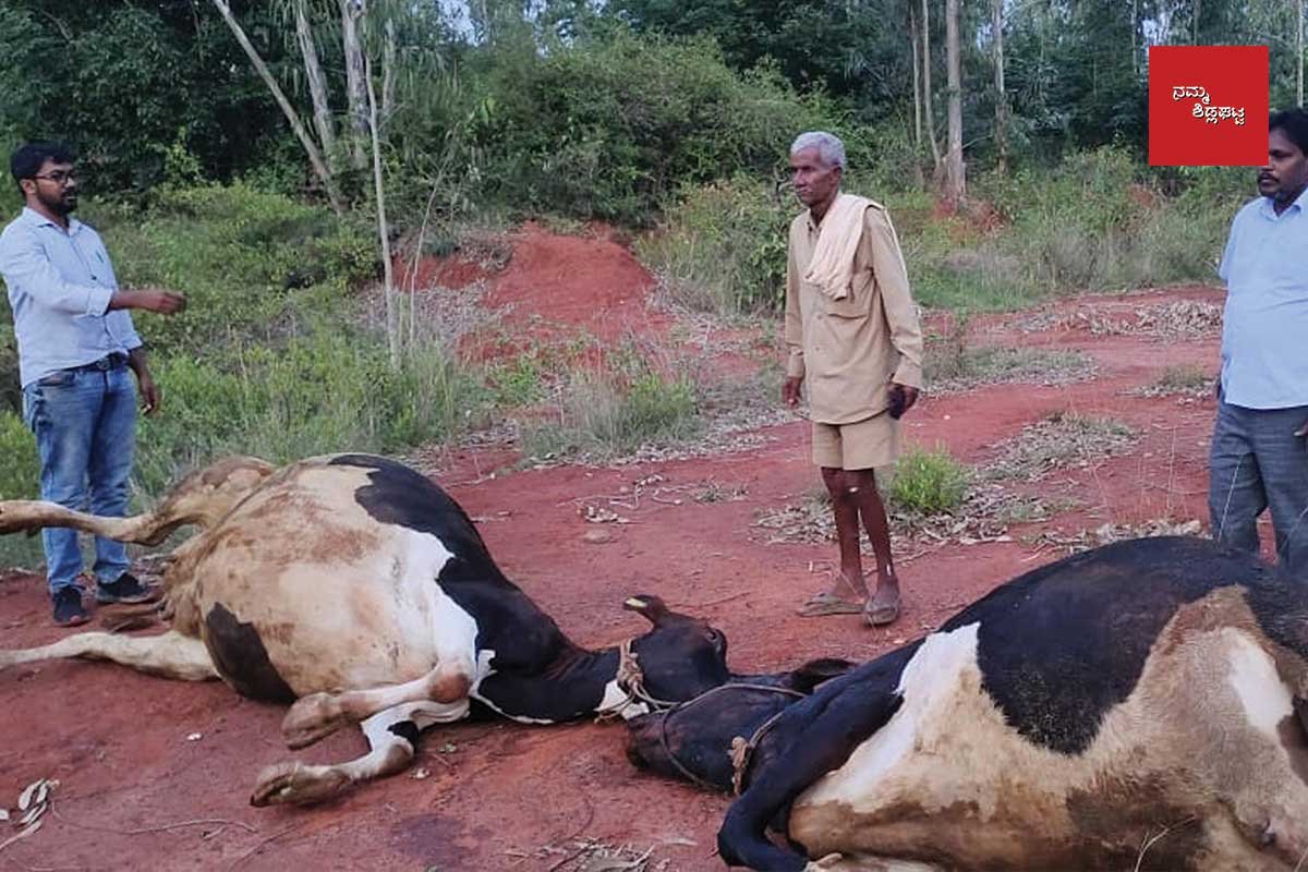 25JuSd01c Doddadasenahalli Cows Death by Electrocution
