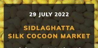 Sidlaghatta Silk Cocoon Market Price Rate ಶಿಡ್ಲಘಟ್ಟ ರೇಷ್ಮೆ ಗೂಡು ಮಾರುಕಟ್ಟೆ ಧಾರಣೆ