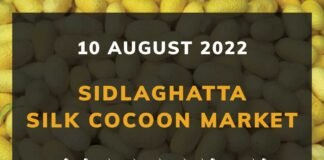 Sidlaghatta Silk Cocoon Market Price Rate ಶಿಡ್ಲಘಟ್ಟ ರೇಷ್ಮೆ ಗೂಡು ಮಾರುಕಟ್ಟೆ ಧಾರಣೆ