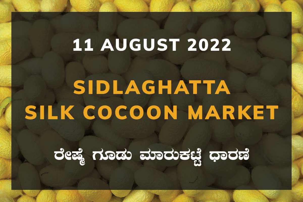 11AugKa02d Sidlaghatta Silk Cocoon Market Price Rate ಶಿಡ್ಲಘಟ್ಟ ರೇಷ್ಮೆ ಗೂಡು ಮಾರುಕಟ್ಟೆ ಧಾರಣೆ