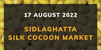 Sidlaghatta Silk Cocoon Market Price Rate ಶಿಡ್ಲಘಟ್ಟ ರೇಷ್ಮೆ ಗೂಡು ಮಾರುಕಟ್ಟೆ ಧಾರಣೆ
