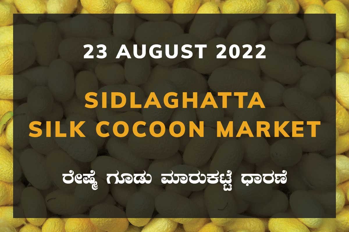 23AugKa02d Sidlaghatta Silk Cocoon Market Price Rate ಶಿಡ್ಲಘಟ್ಟ ರೇಷ್ಮೆ ಗೂಡು ಮಾರುಕಟ್ಟೆ ಧಾರಣೆ