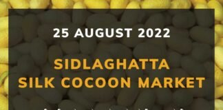 Sidlaghatta Silk Cocoon Market Price Rate ಶಿಡ್ಲಘಟ್ಟ ರೇಷ್ಮೆ ಗೂಡು ಮಾರುಕಟ್ಟೆ ಧಾರಣೆ