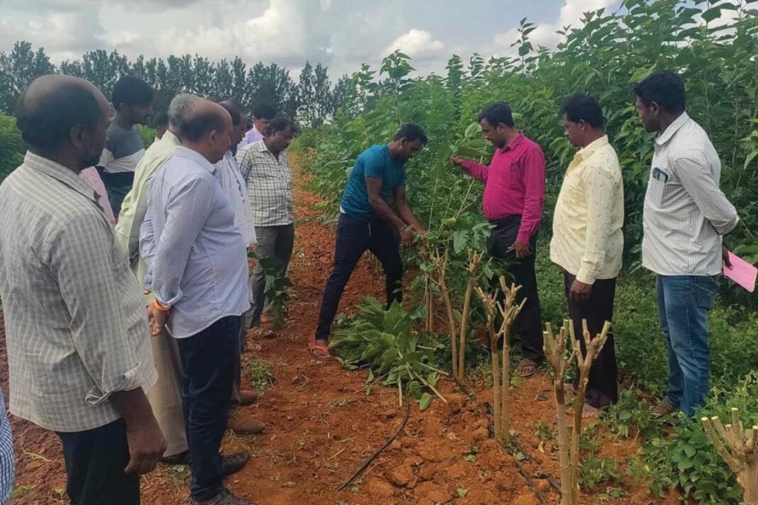 Sidlaghatta Bivoltine Silk Cocoon Farming
