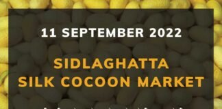Sidlaghatta Silk Cocoon Market Price Rate ಶಿಡ್ಲಘಟ್ಟ ರೇಷ್ಮೆ ಗೂಡು ಮಾರುಕಟ್ಟೆ ಧಾರಣೆ