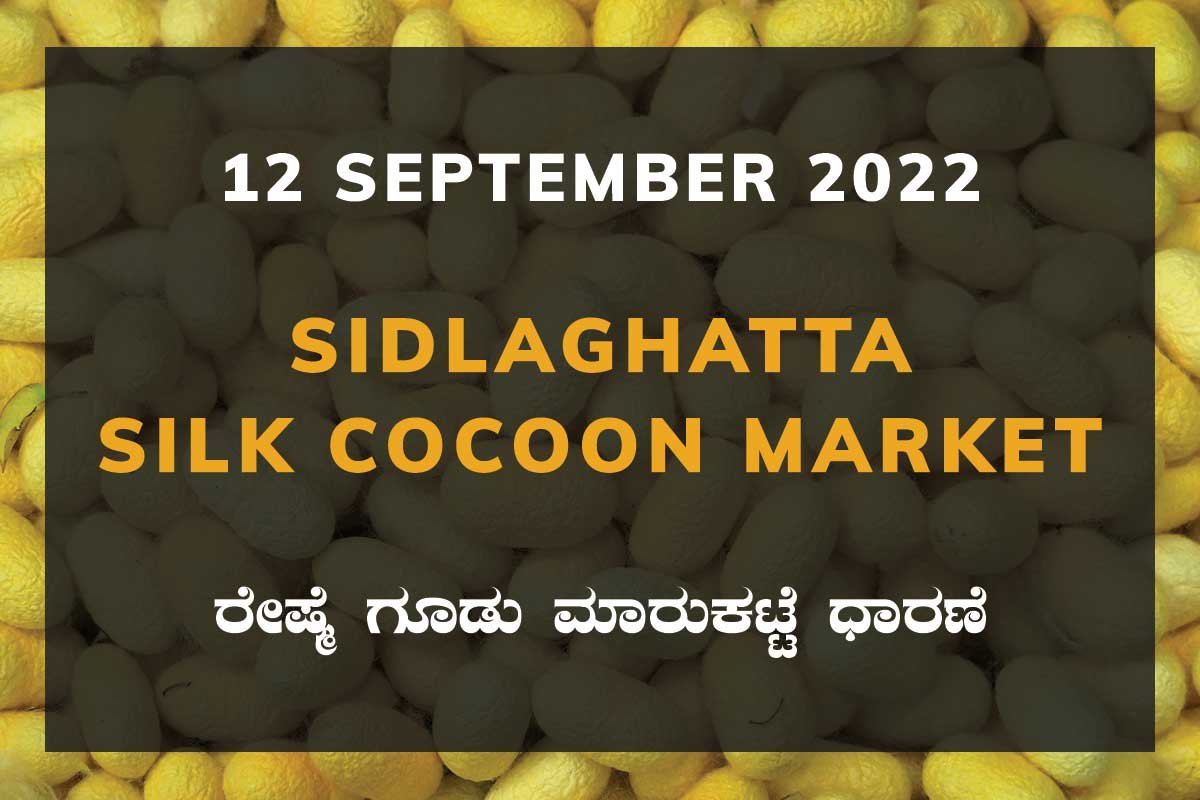12SepKa02b Sidlaghatta Silk Cocoon Market Price Rate ಶಿಡ್ಲಘಟ್ಟ ರೇಷ್ಮೆ ಗೂಡು ಮಾರುಕಟ್ಟೆ ಧಾರಣೆ