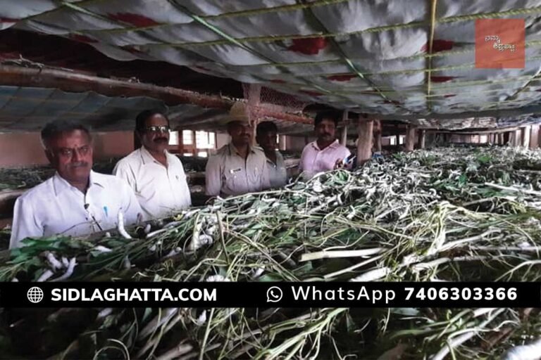 Saddahalli Silk worms Intoxication