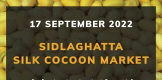 Sidlaghatta Silk Cocoon Market Price Rate ಶಿಡ್ಲಘಟ್ಟ ರೇಷ್ಮೆ ಗೂಡು ಮಾರುಕಟ್ಟೆ ಧಾರಣೆ