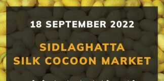 Sidlaghatta Silk Cocoon Market Price Rate ಶಿಡ್ಲಘಟ್ಟ ರೇಷ್ಮೆ ಗೂಡು ಮಾರುಕಟ್ಟೆ ಧಾರಣೆ