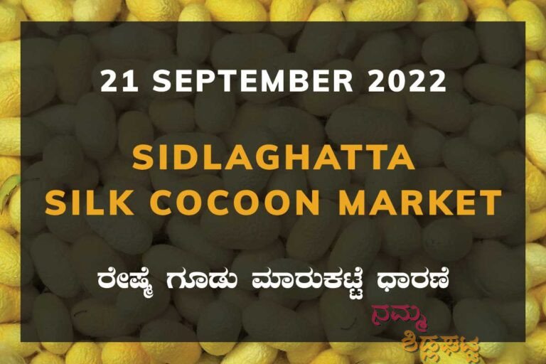 Sidlaghatta Silk Cocoon Market Price Rate ಶಿಡ್ಲಘಟ್ಟ ರೇಷ್ಮೆ ಗೂಡು ಮಾರುಕಟ್ಟೆ ಧಾರಣೆ
