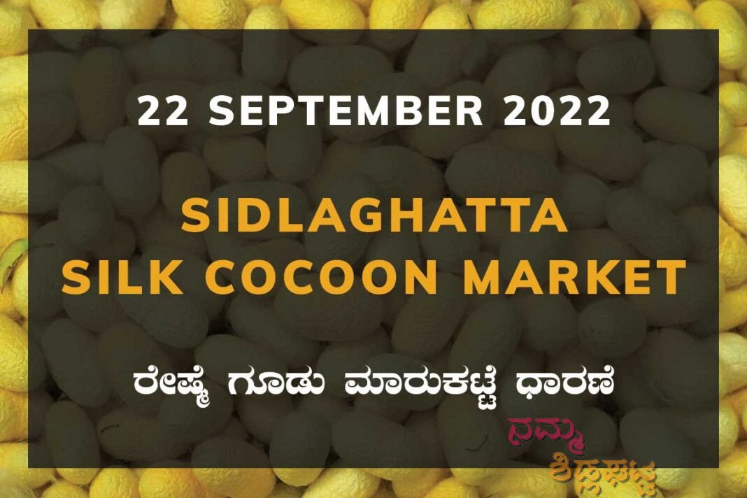 Sidlaghatta Silk Cocoon Market Price Rate ಶಿಡ್ಲಘಟ್ಟ ರೇಷ್ಮೆ ಗೂಡು ಮಾರುಕಟ್ಟೆ ಧಾರಣೆ