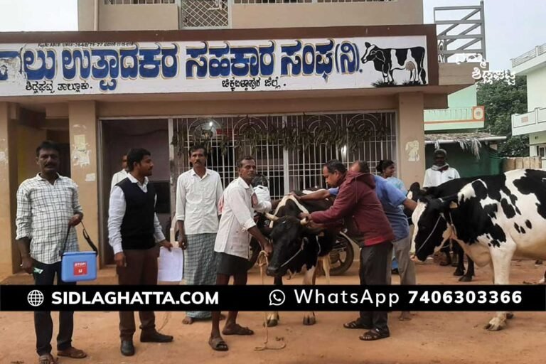 Sidlaghatta Lumpy Skin Disease Vaccination