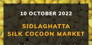 Sidlaghatta Silk Cocoon Market Price Rate ಶಿಡ್ಲಘಟ್ಟ ರೇಷ್ಮೆ ಗೂಡು ಮಾರುಕಟ್ಟೆ ಧಾರಣೆ