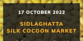 Sidlaghatta Silk Cocoon Market Price Rate ಶಿಡ್ಲಘಟ್ಟ ರೇಷ್ಮೆ ಗೂಡು ಮಾರುಕಟ್ಟೆ ಧಾರಣೆ
