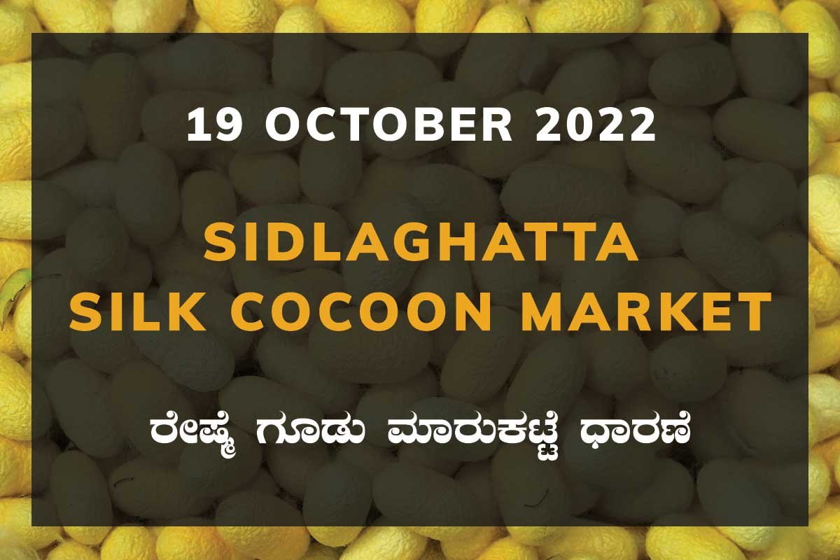 19OctKa02a Sidlaghatta Silk Cocoon Market Price Rate ಶಿಡ್ಲಘಟ್ಟ ರೇಷ್ಮೆ ಗೂಡು ಮಾರುಕಟ್ಟೆ ಧಾರಣೆ