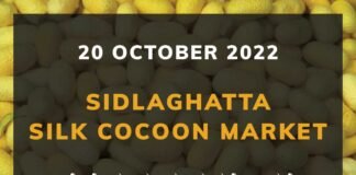 Sidlaghatta Silk Cocoon Market Price Rate ಶಿಡ್ಲಘಟ್ಟ ರೇಷ್ಮೆ ಗೂಡು ಮಾರುಕಟ್ಟೆ ಧಾರಣೆ