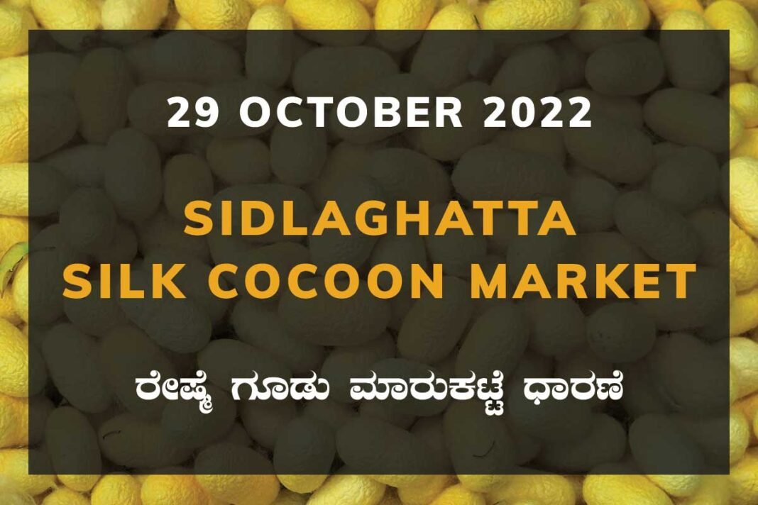 29OctKa02c Sidlaghatta Silk Cocoon Market Price Rate ಶಿಡ್ಲಘಟ್ಟ ರೇಷ್ಮೆ ಗೂಡು ಮಾರುಕಟ್ಟೆ ಧಾರಣೆ