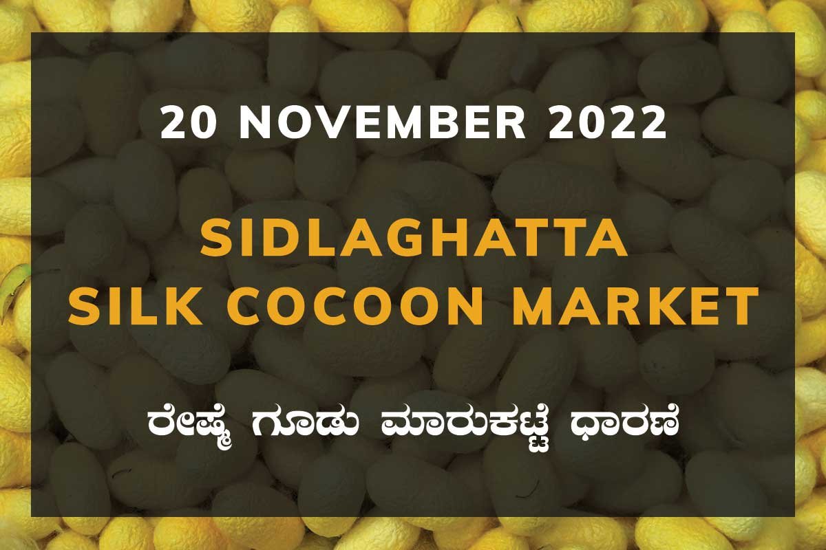 20NovtKa02a Sidlaghatta Silk Cocoon Market Price Rate ಶಿಡ್ಲಘಟ್ಟ ರೇಷ್ಮೆ ಗೂಡು ಮಾರುಕಟ್ಟೆ ಧಾರಣೆ