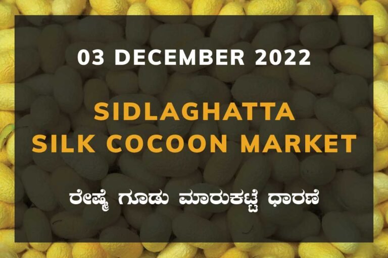 Sidlaghatta Silk Cocoon Market Price Rate ಶಿಡ್ಲಘಟ್ಟ ರೇಷ್ಮೆ ಗೂಡು ಮಾರುಕಟ್ಟೆ ಧಾರಣೆ