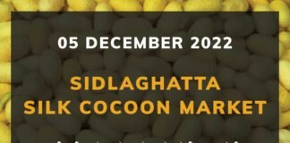 Sidlaghatta Silk Cocoon Market Price Rate ಶಿಡ್ಲಘಟ್ಟ ರೇಷ್ಮೆ ಗೂಡು ಮಾರುಕಟ್ಟೆ ಧಾರಣೆ