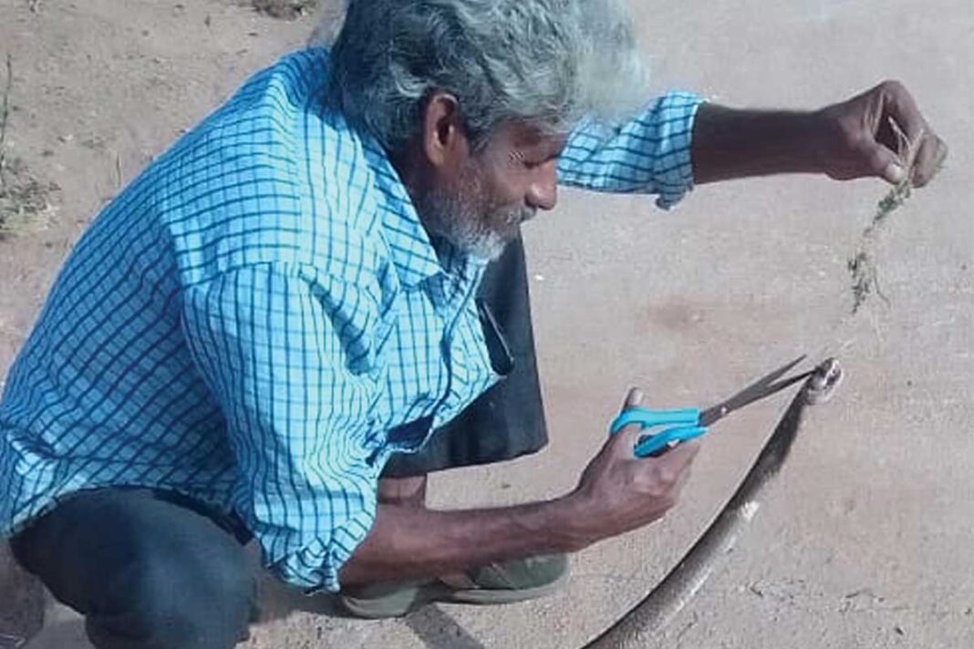 snake nagaraj cobra rescue