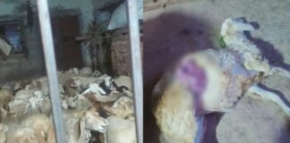 Sidlaghatta Street Dogs Attack Sheep Death