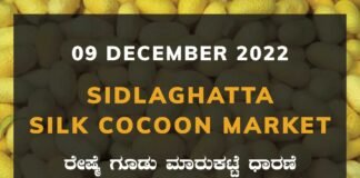 Sidlaghatta Silk Cocoon Market Price Rate ಶಿಡ್ಲಘಟ್ಟ ರೇಷ್ಮೆ ಗೂಡು ಮಾರುಕಟ್ಟೆ ಧಾರಣೆ