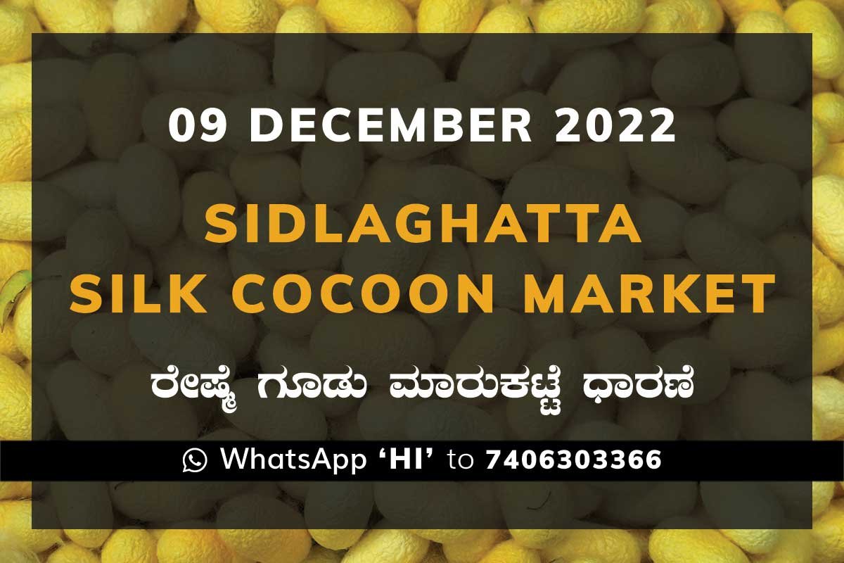 09NovKa2d Sidlaghatta Silk Cocoon Market Price Rate ಶಿಡ್ಲಘಟ್ಟ ರೇಷ್ಮೆ ಗೂಡು ಮಾರುಕಟ್ಟೆ ಧಾರಣೆ