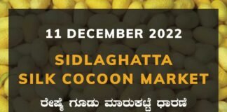 Sidlaghatta Silk Cocoon Market Price Rate ಶಿಡ್ಲಘಟ್ಟ ರೇಷ್ಮೆ ಗೂಡು ಮಾರುಕಟ್ಟೆ ಧಾರಣೆ