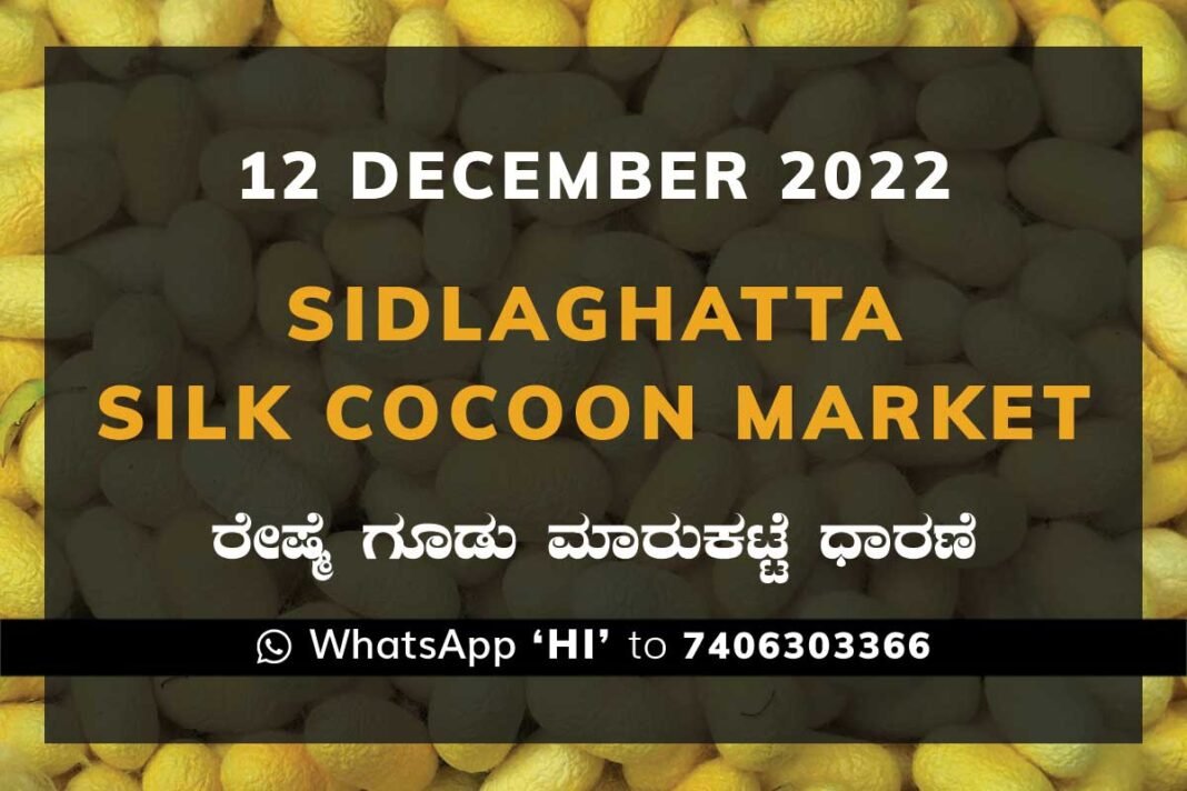 Sidlaghatta Silk Cocoon Market Price Rate ಶಿಡ್ಲಘಟ್ಟ ರೇಷ್ಮೆ ಗೂಡು ಮಾರುಕಟ್ಟೆ ಧಾರಣೆ