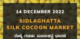 Sidlaghatta Silk Cocoon Market Price Rate ಶಿಡ್ಲಘಟ್ಟ ರೇಷ್ಮೆ ಗೂಡು ಮಾರುಕಟ್ಟೆ ಧಾರಣೆ