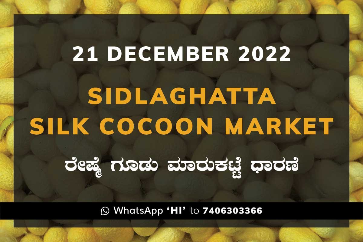 21NovKa2e Sidlaghatta Silk Cocoon Market Price Rate ಶಿಡ್ಲಘಟ್ಟ ರೇಷ್ಮೆ ಗೂಡು ಮಾರುಕಟ್ಟೆ ಧಾರಣೆ
