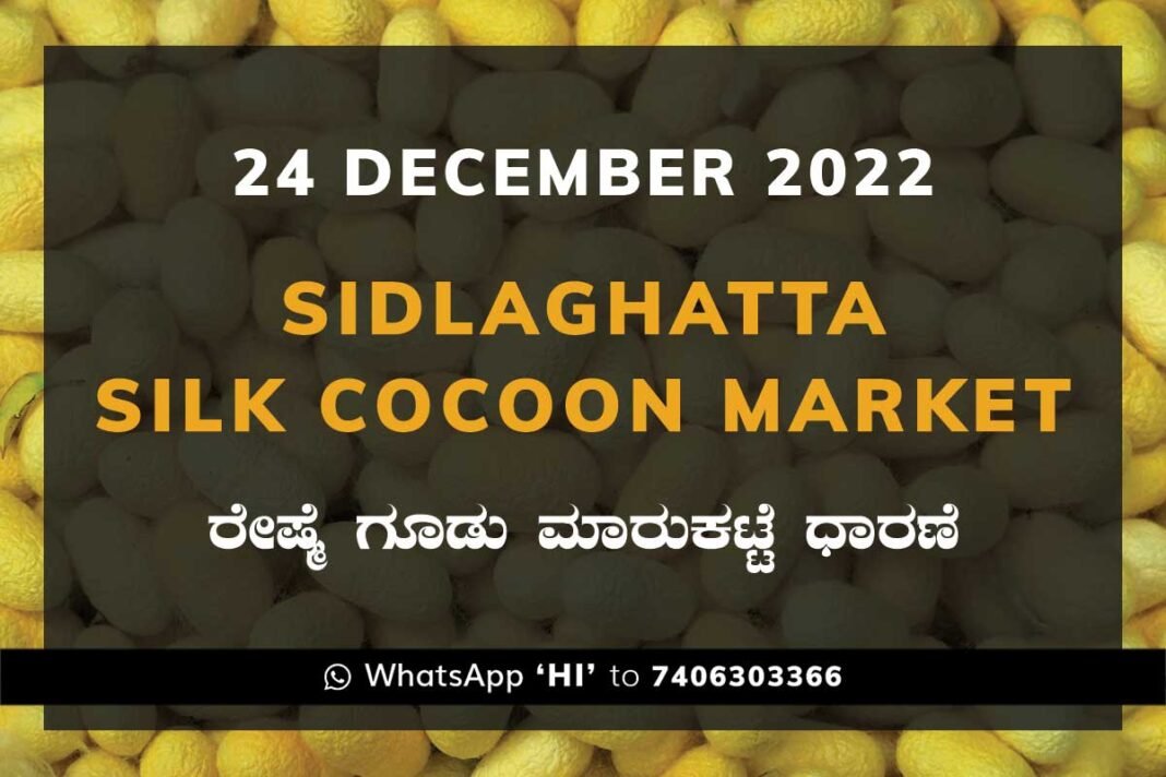 Sidlaghatta Silk Cocoon Market Price Rate ಶಿಡ್ಲಘಟ್ಟ ರೇಷ್ಮೆ ಗೂಡು ಮಾರುಕಟ್ಟೆ ಧಾರಣೆ