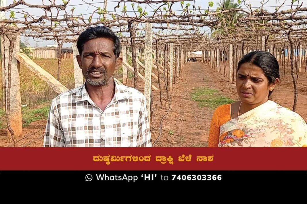 Sidlaghatta Muttur Grape Crop Destruction