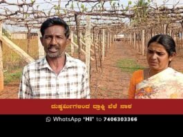 Sidlaghatta Muttur Grape Crop Destruction