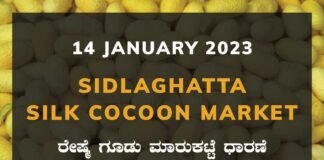 Sidlaghatta Silk Cocoon Market Price Rate ಶಿಡ್ಲಘಟ್ಟ ರೇಷ್ಮೆ ಗೂಡು ಮಾರುಕಟ್ಟೆ ಧಾರಣೆ
