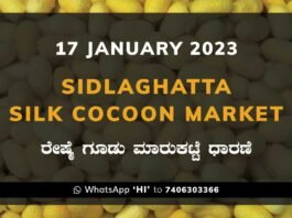 Sidlaghatta Silk Cocoon Market Price Rate ಶಿಡ್ಲಘಟ್ಟ ರೇಷ್ಮೆ ಗೂಡು ಮಾರುಕಟ್ಟೆ ಧಾರಣೆ