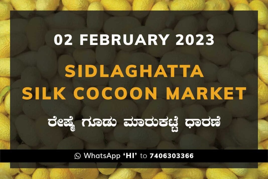 02FEB23Ka2D Sidlaghatta Silk Cocoon Market Price Rate ಶಿಡ್ಲಘಟ್ಟ ರೇಷ್ಮೆ ಗೂಡು ಮಾರುಕಟ್ಟೆ ಧಾರಣೆ