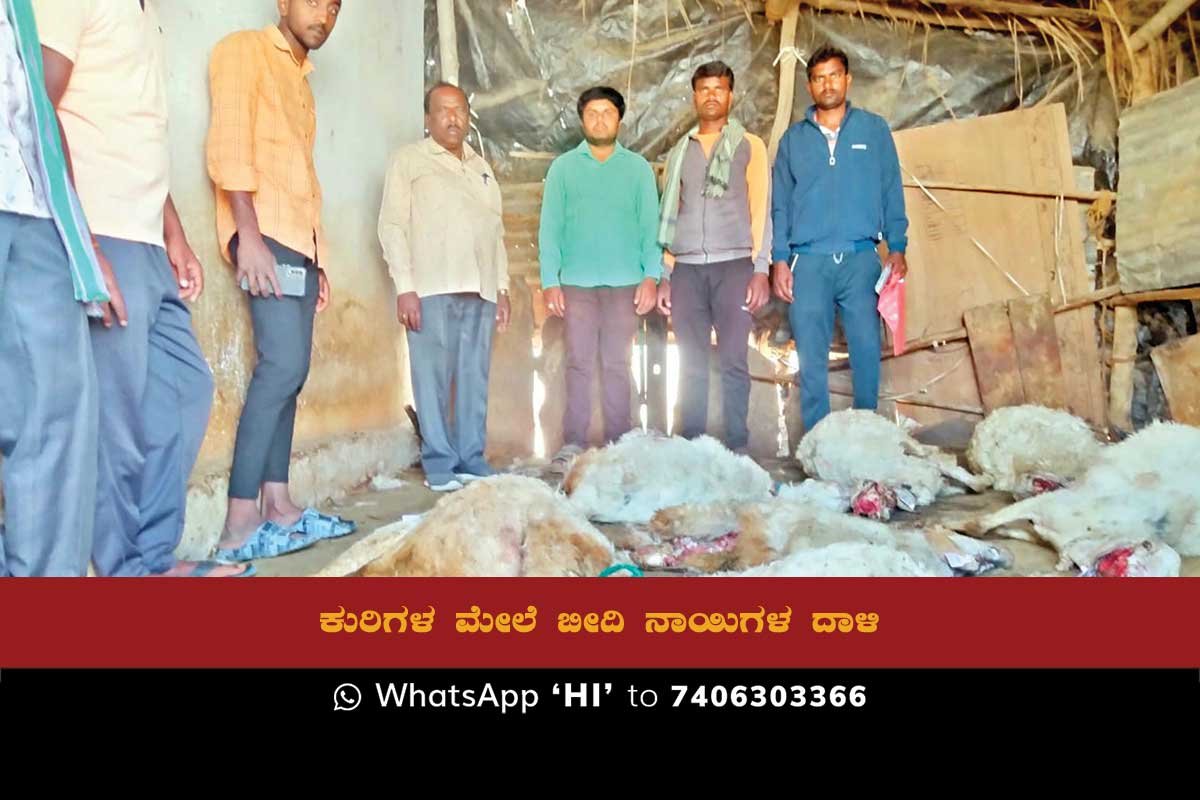Sidlaghatta Dadamghatta Stray Dogs Attack Sheep Herd Kills 7 Sheep