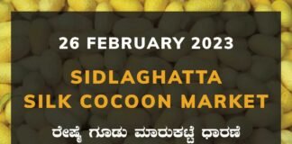 Sidlaghatta Silk Cocoon Market Price Rate ಶಿಡ್ಲಘಟ್ಟ ರೇಷ್ಮೆ ಗೂಡು ಮಾರುಕಟ್ಟೆ ಧಾರಣೆ